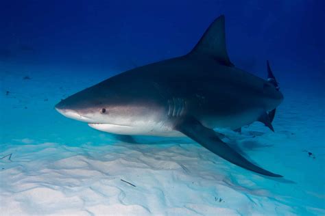 Discover The Largest Bull Shark In The World Az Animals