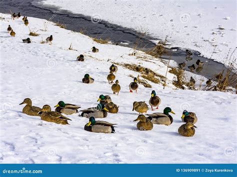 Wild Ducks Wintering On In St Petersburg On The Neva River Stock Image
