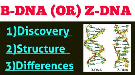 B Dna And Z Dna In Hindi Difference Between B Dna And Z Dna In Hindi