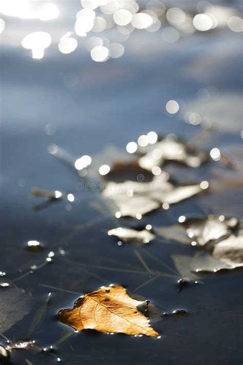 Autumn Leaf On Water Stock Image Image Of Autumn Fairytale 16828331