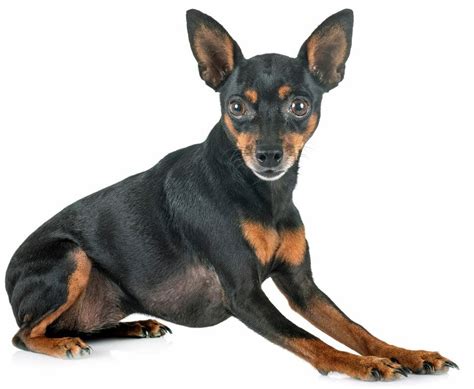 Miniature Pinscher Temperament Appearance History And Health Issues