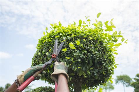 Trimming Your Garden Plano Landscaping Company