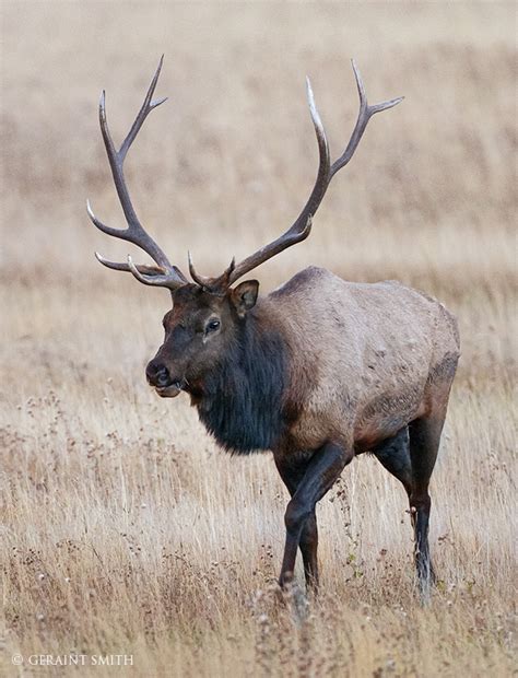 Bull Elk Rocky Mountain National Park Colorado Fall Has Arrived Early