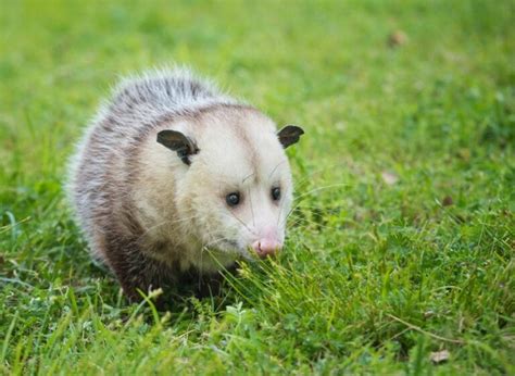 Do Possums Dig Under Houses And How To Keep Them Away My Backyard Life