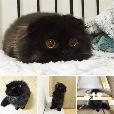 Meet Gimo The Kitty With The Biggest Eyes Ever
