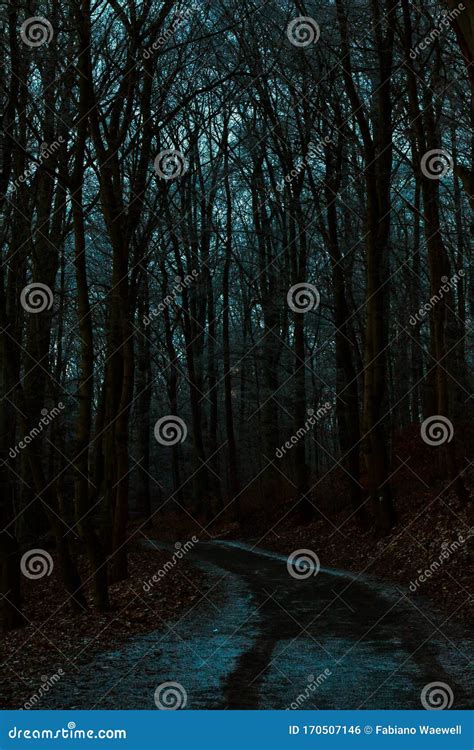 Spooky Horror Night Forest Path Stock Photo Image Of Countryside