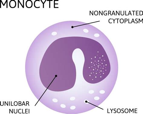 Monocyte Illustrations Royalty Free Vector Graphics And Clip Art Istock