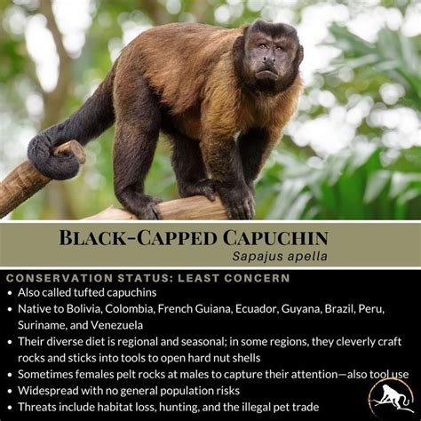 Black Capped Capuchin Sapajus Apella New England Primate Conservancy
