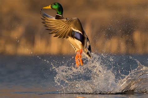 Waterfowl Checklist Nebraska Game Parks Commission