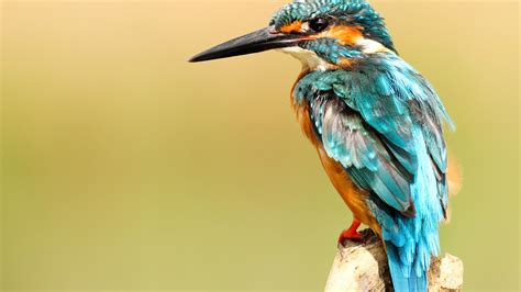 83228 Kingfisher Bird 4k Wallpaper Pc Desktop