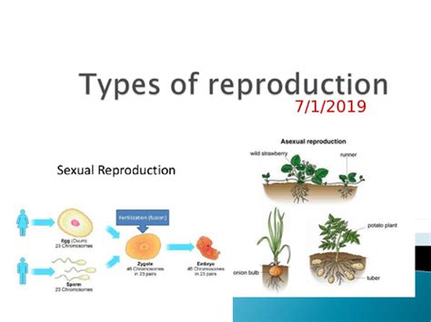 Types Of Reproduction Teaching Resources
