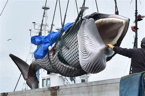 Japans Resumption Of Commercial Whaling Could Set A Dangerous