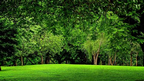 Green Forest Backgrounds Wallpaper Cave