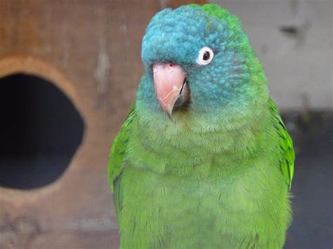 Blue Crowned Conure Facts As Pets Behavior Diet Pictures Singing