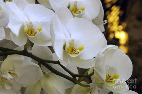 Orchid Romance Photograph By Andee Design Fine Art America