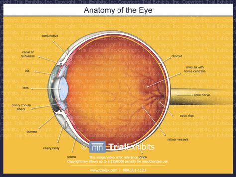 Anatomy Of The Eye Trialexhibits Inc