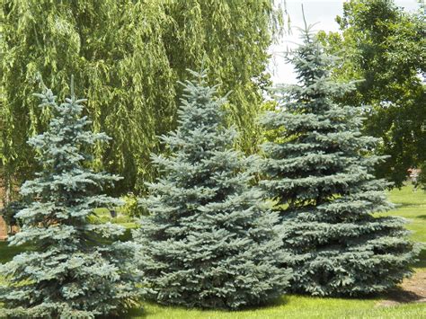 Colorado Blue Spruce Grimms Gardens Blue Tree Landscaping