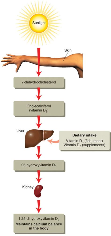 Статьи о нюансах сдачи лабораторных анализов. Vitamin D supplements: Are yours helping or hurting you?