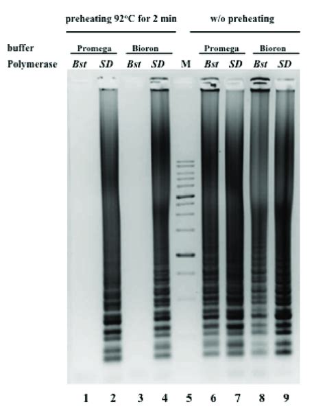 Lamp Dna Amplification With Sd Dna Polymerase And Bst Large Fragment