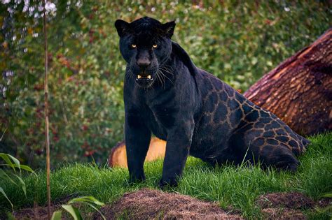 😻 Neron The Black Jaguar Is Simply Majestic Animal World