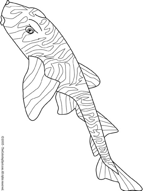 Zebra Bullhead Shark Coloring Page Audio Stories For Kids Free