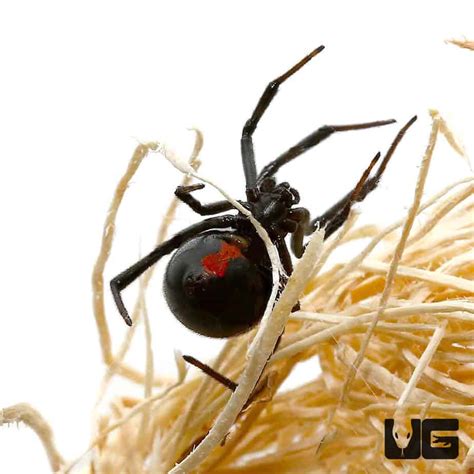 Baby Southern Black Widow Spider Latrodectus Mactans For Sale