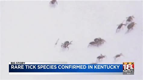 Rare Tick Species Confirmed In Kentucky Youtube