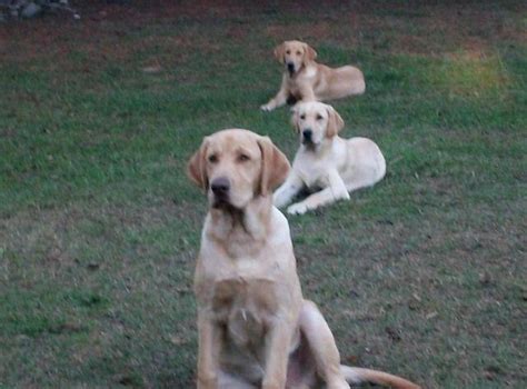 White lab puppies, white labrador retriever puppies, white labrador puppy. LABRADOR PUPS AKC OFA (YELLOW LAB PUPPIES) for Sale in ...