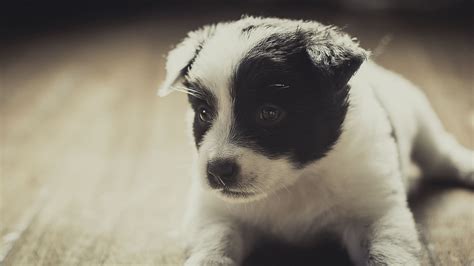 Short Coated White And Black Puppy Animals Dog Hd Wallpaper