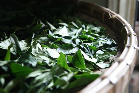 fresh tea leaves | Fresh tea leaves, Oolong tea, Tea leaves