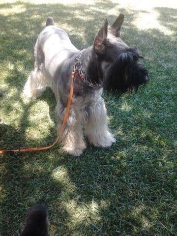 Drooling is the unintentional saliva flowing outside of the mouth. *Trade/Rehome* AKC Giant Schnauzer Female for Sale in Fort Worth, Texas Classified ...
