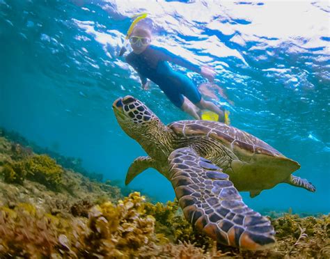 Oahu Turtle Snorkel Tour Best Oahu Snorkeling Beaches