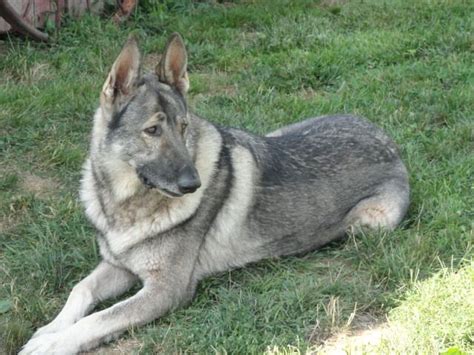 Maybe you would like to learn more about one of these? A silver German shepard | GERMAN SHEPHERDS | Sable german ...