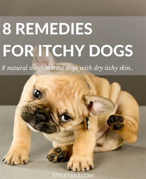 8 Natural Ways To Combat Dry Itchy Skin In Dogs Dog Remedies Dog