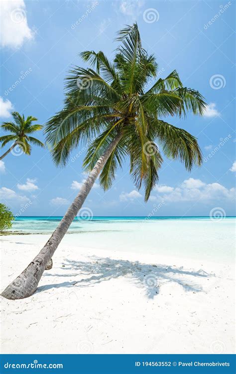 Coconut Palm Tree On Maldives Island Stock Photo Image Of Seascape