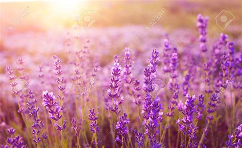We did not find results for: Gambar Bunga Lavender Yang Sangat Indah | Kumpulan Gambar