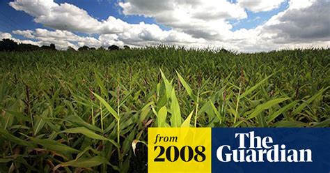 Drought Resistant Gm Crops Ready In Four Years Gm The Guardian