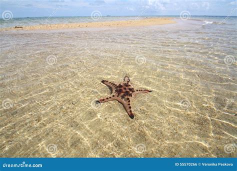 Starfish Under Water Surface Sea Star On Sand Marine Life Wildlife