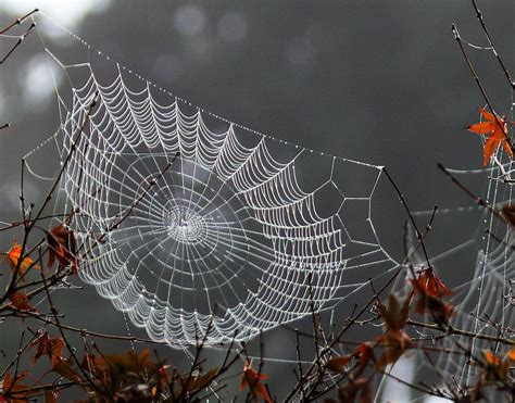 A Spider Web Sits In The Middle Of Some Branches With Leaves On It