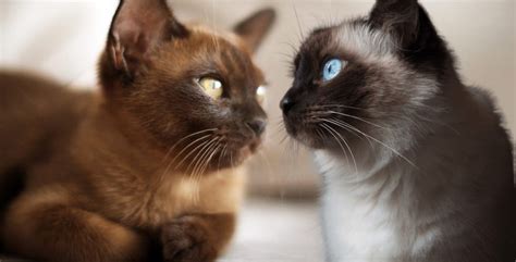 Burmese Cat Vs Siamese Cat Whats The Difference Siamese Of Day