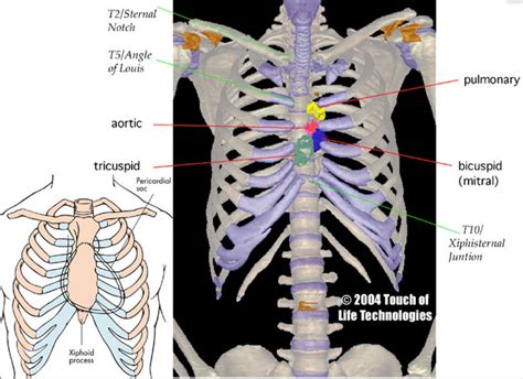 Suprasternal Notch Anatomy