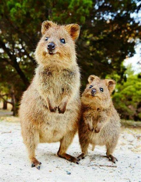 Submitted 1 year ago by memer_makes_meme. Mommy and baby quokka. … | Cute animals, Happy animals ...