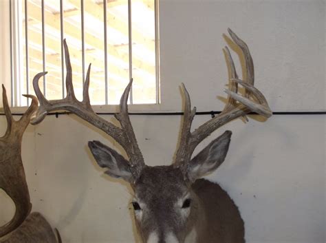 Non Typical Whitetail Mount Mid 150s Class Buck