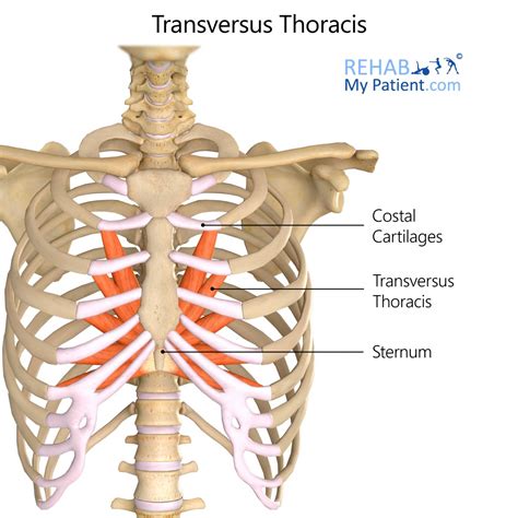 Transversus Thoracis Rehab My Patient