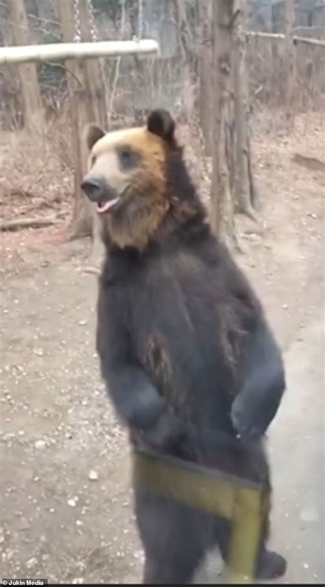 Shocking Footage Shows Bear Forced To Walk On Hind Legs For Tourists