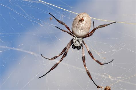 Lets Learn About The Golden Orb Spider Earthorg Kids