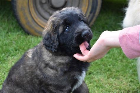 If you are interested in our leonbergers please fill out our puppy application located on our contact page. Leonberger Puppies For Sale | Beaverton, OR #191001