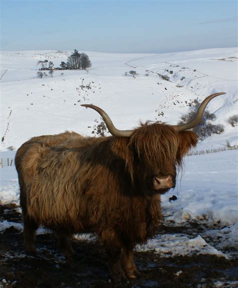 Tour Scotland Photographs Tour Scotland Winter Photograph Highland Cow