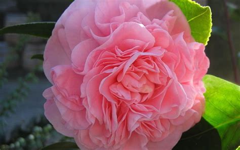 debutante camellia is an old time favorite introduced in the early 1900 s that produces an