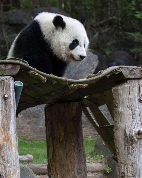 Panda Updates Wednesday November 13 Zoo Atlanta